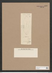 Navicula sp. (de-Toni-Nr.: Genus 1) Zeichnungen Sammlung Grunow Nr. 1330 (NHMW-BOT-W0368260)